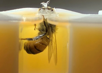 Human lung cancer can be detected by honeybees