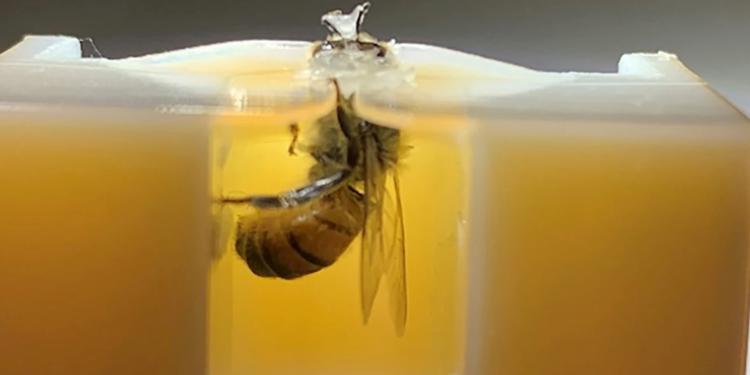 Human lung cancer can be detected by honeybees