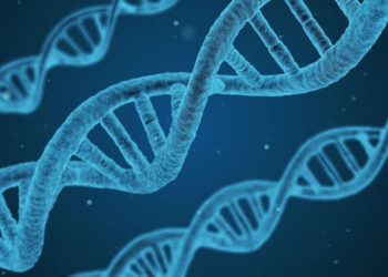 New research on heart architecture sheds light on human evolution