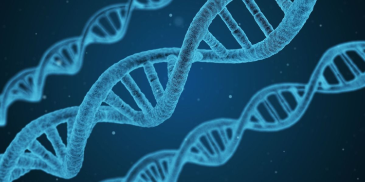 New research on heart architecture sheds light on human evolution