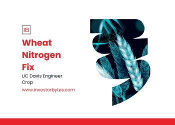 Wheat Nitrogen Fix: CRISPR-Engineered Apigenin Boost Sparks Bacterial Biofilms for Fertilizer-Free Yields