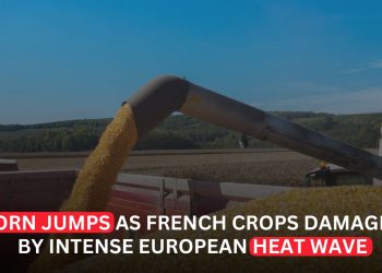 Corn Prices Jump as Extreme European Heat Wave Damages French Crops