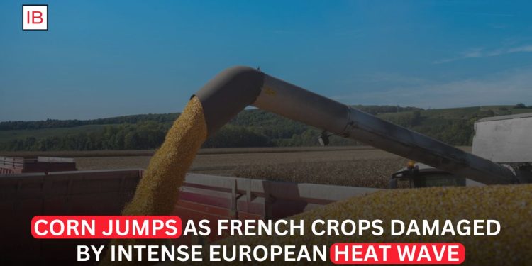 Corn Prices Jump as Extreme European Heat Wave Damages French Crops